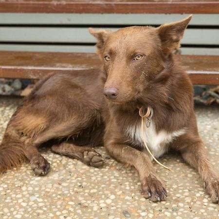 Cairns Homestead Redlynch Pet And Family Friendly Εξωτερικό φωτογραφία